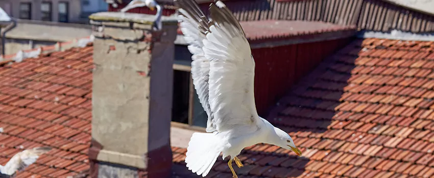 Residential Chimney Animal Removal Solution in Benicia, CA