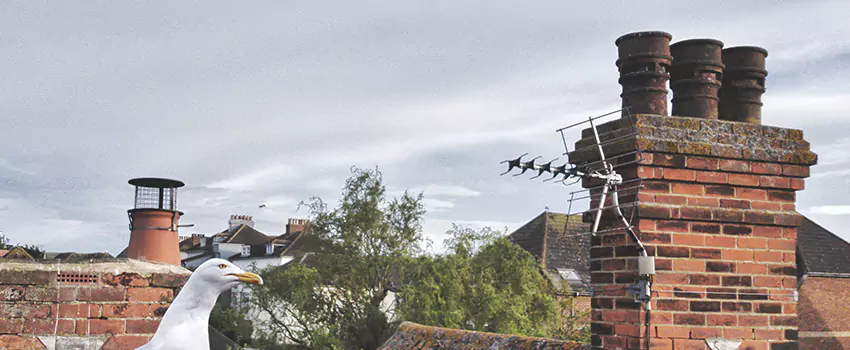 Chimney Cleaning And Restoration in Benicia, California